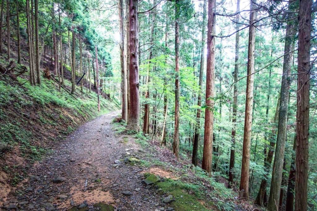 Mount Hiei Forest Trails