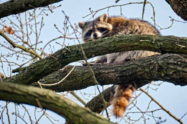 Raccoon Encounters