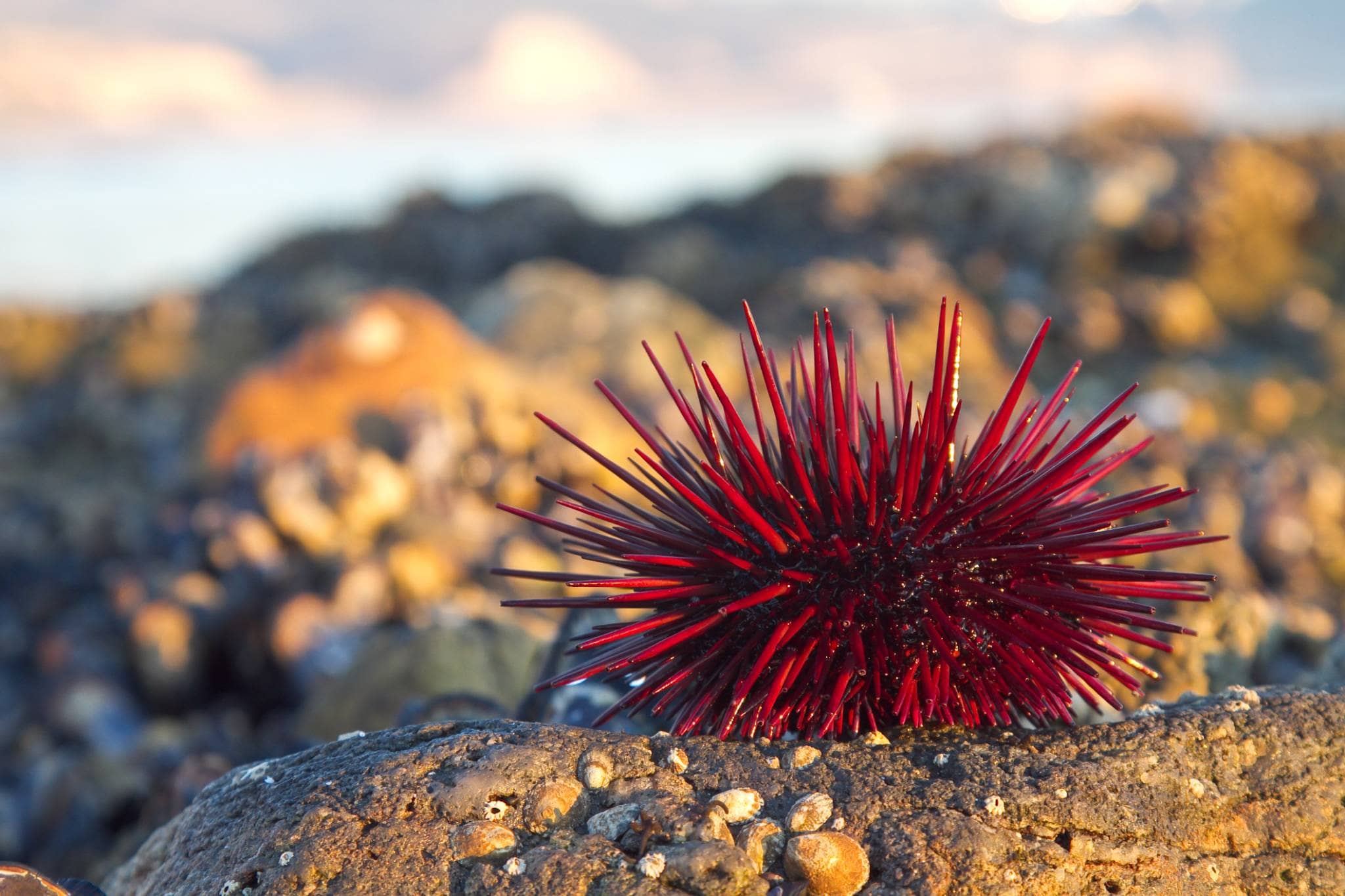 Tide Pool Exploration