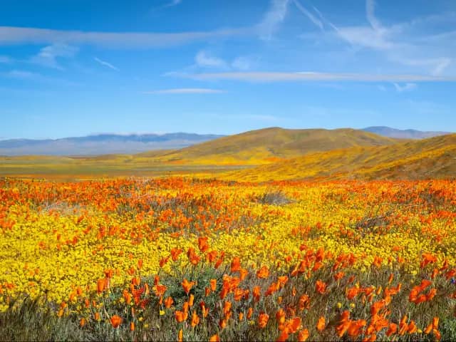 Wildflower Displays