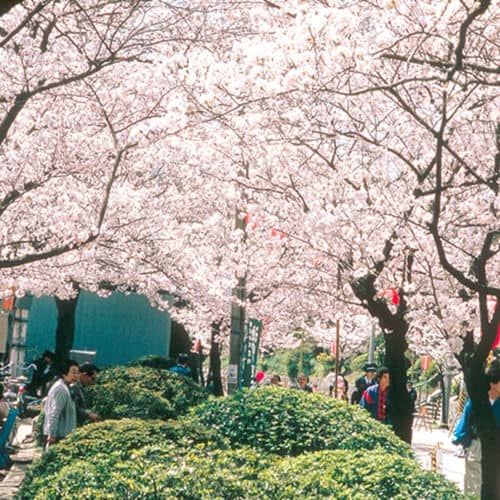 Seasonal Beauty