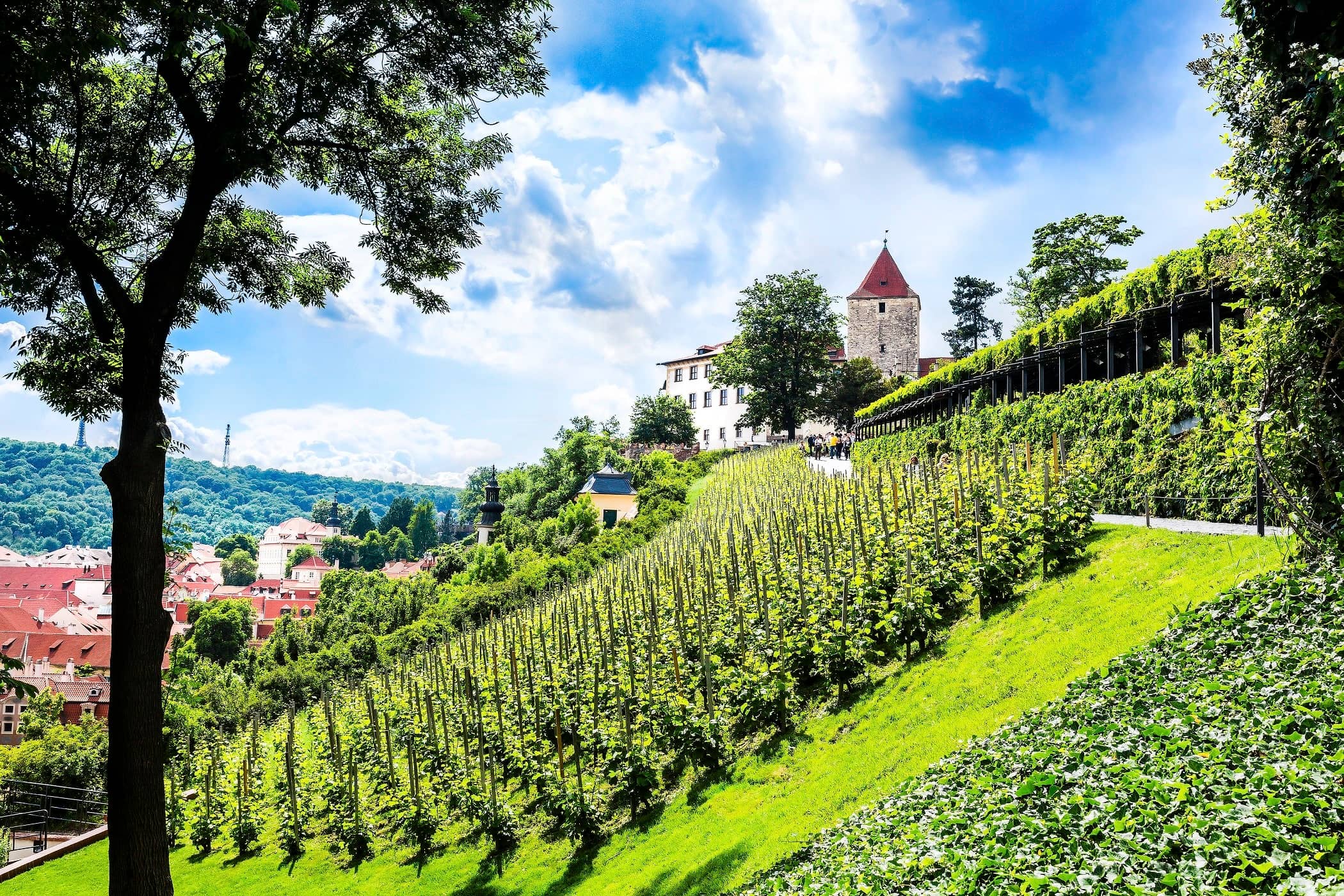 Vineyard Experience