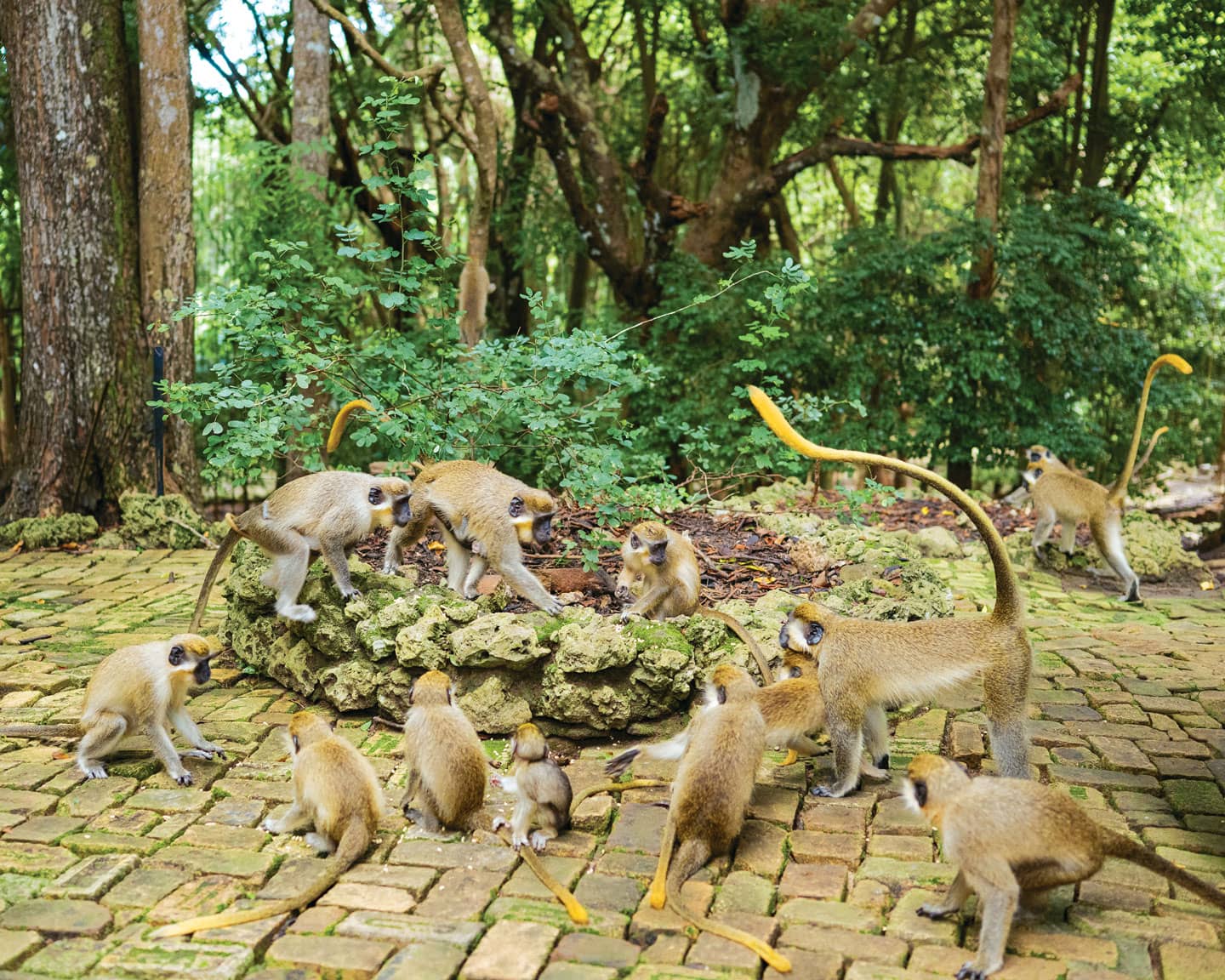 Wildlife Encounters