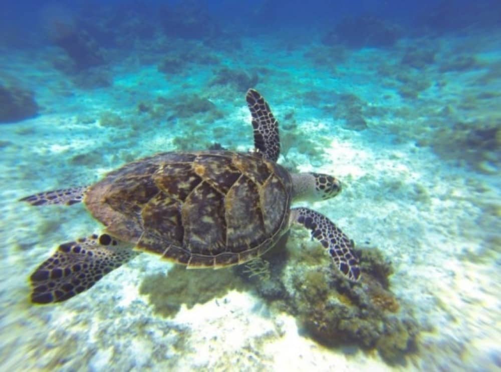 Snorkeling Adventures