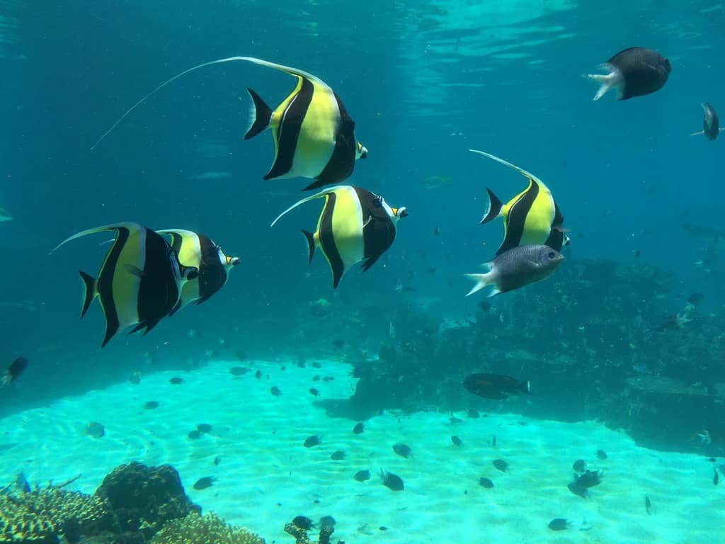 Diverse Marine Encounters