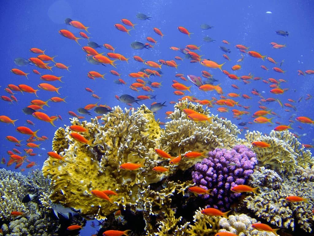 Snorkeling Adventures