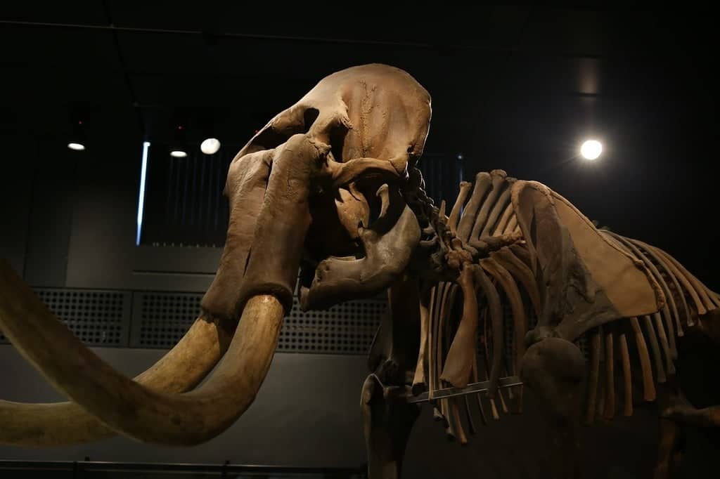 Global Wildlife Collection