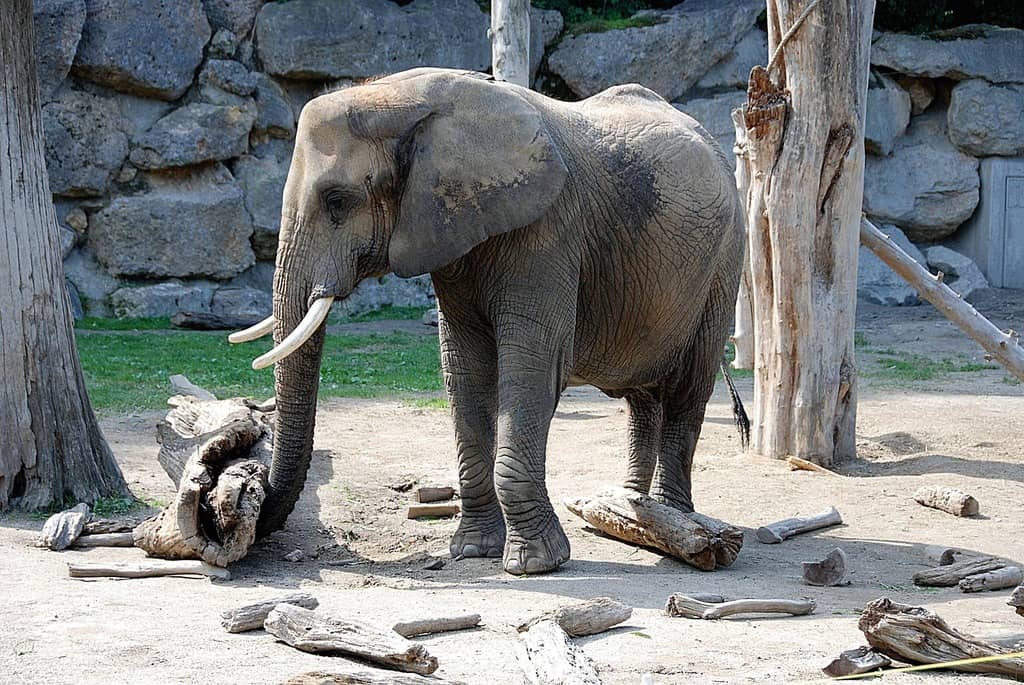 Elephant Park