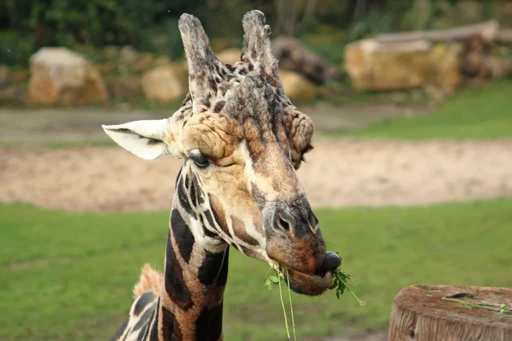 Giraffe Feeding