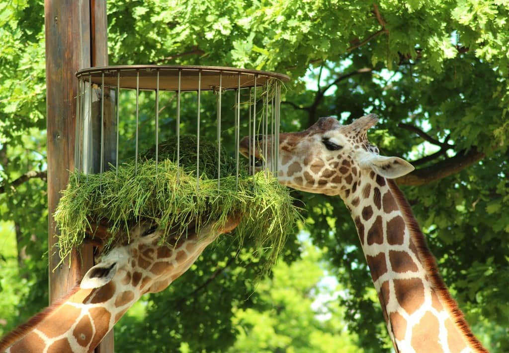 Giraffe Feeding