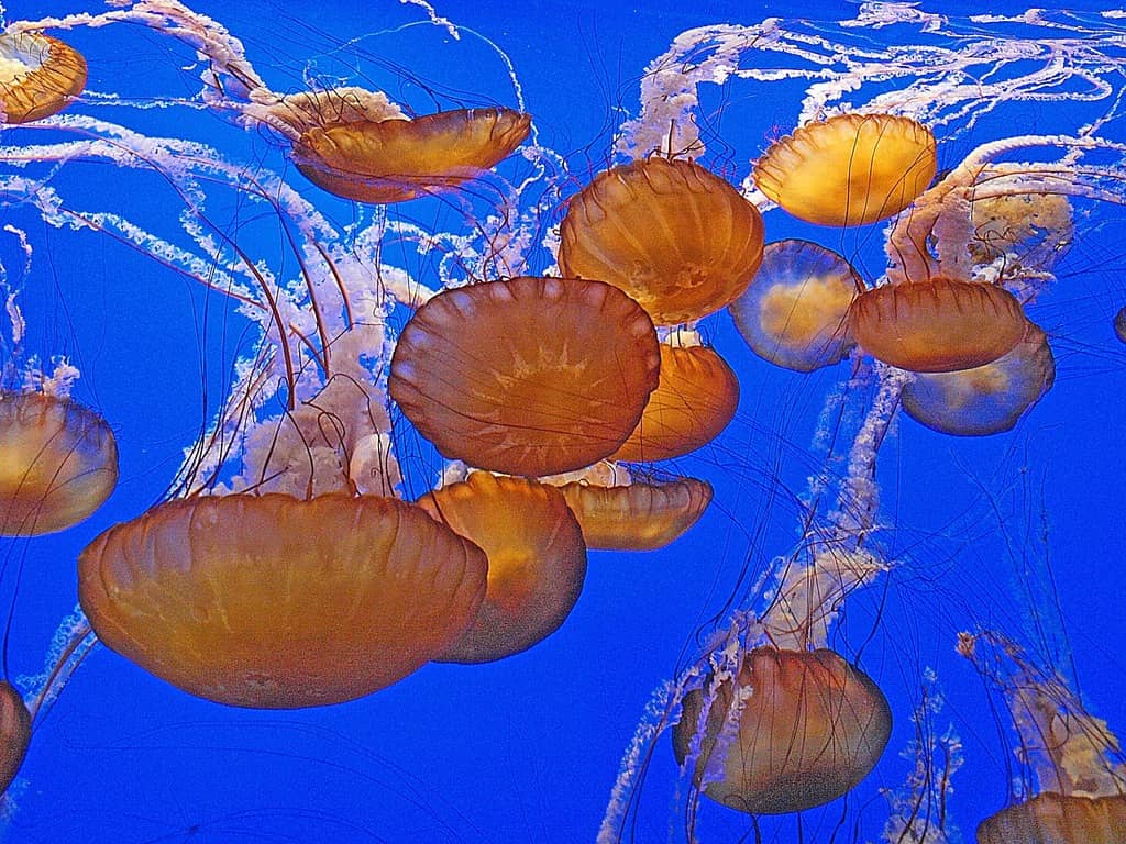 Jellyfish Exhibits