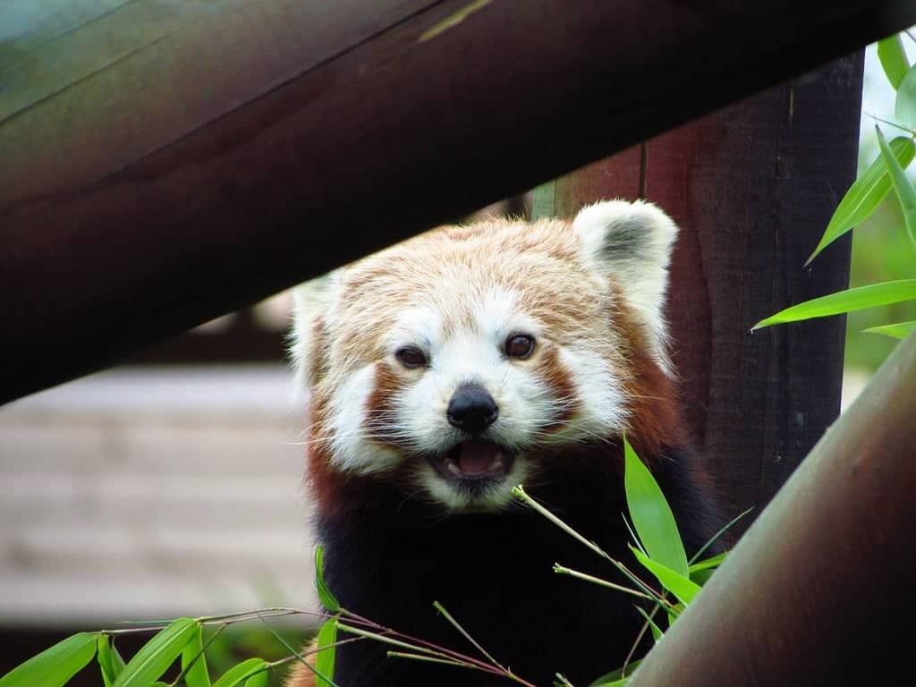 Red Pandas