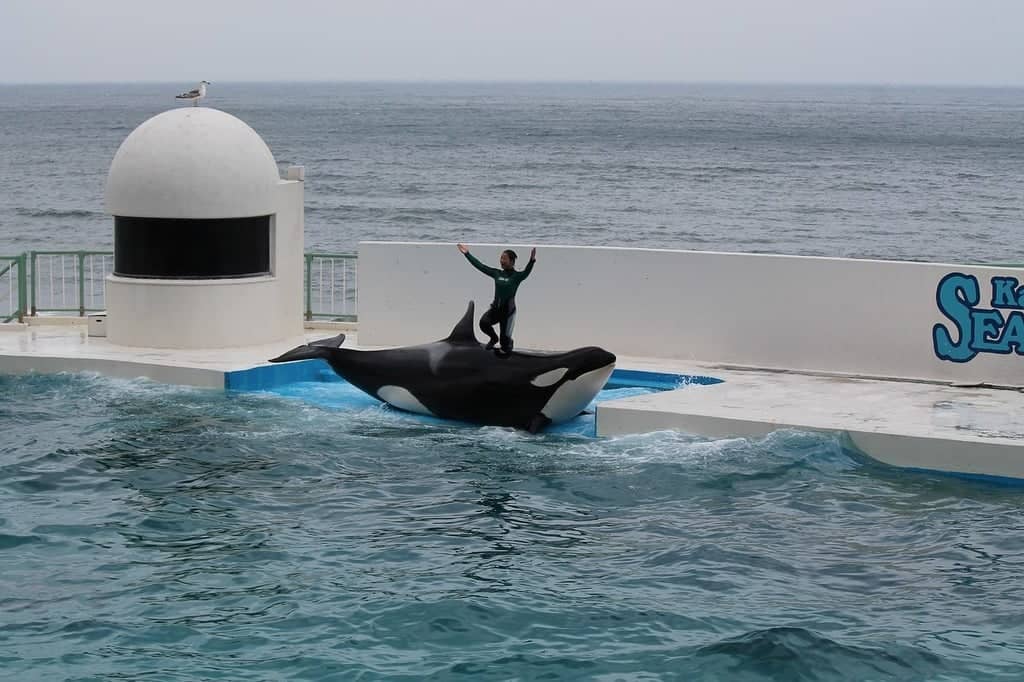 Interactive Feeding Shows