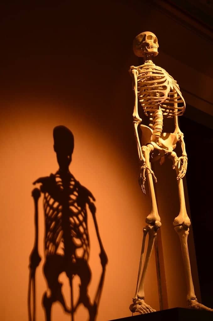 Body Worlds (with caveats)