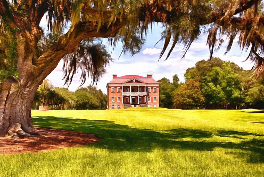 Historic Oak Trees