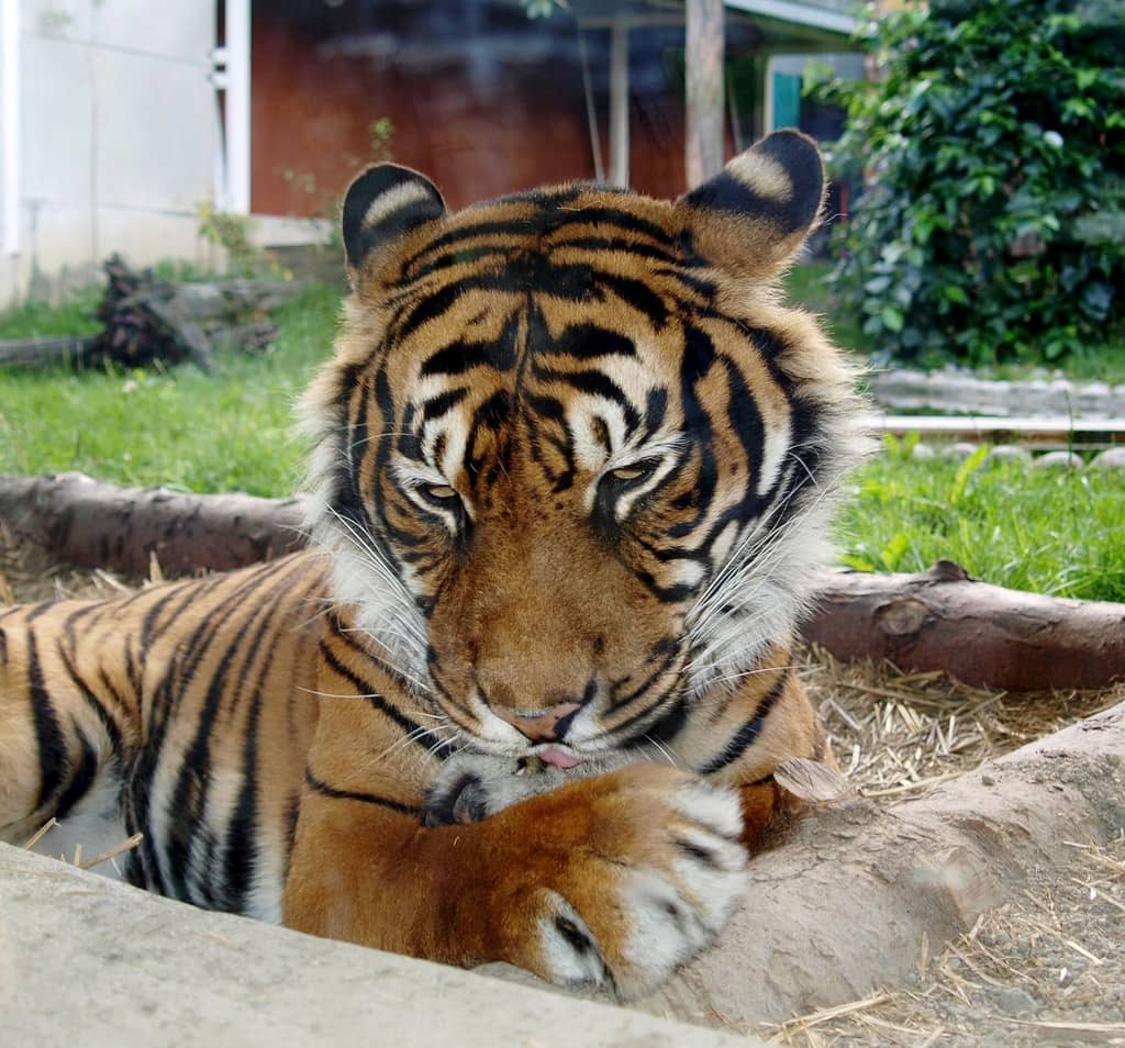 Rescued Animal Stories