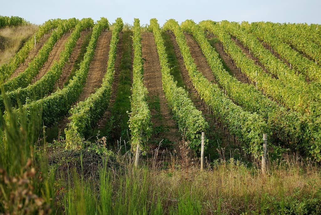 Loire Valley Vineyards