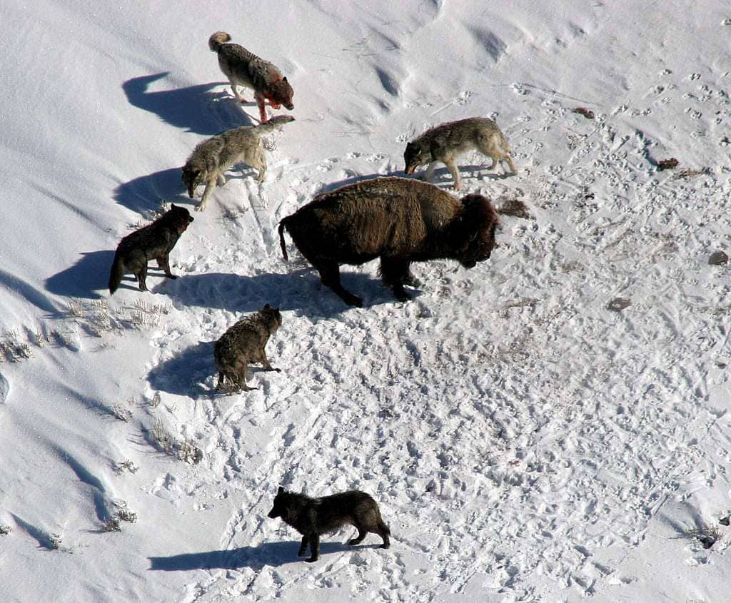 Abundant Wildlife Viewing