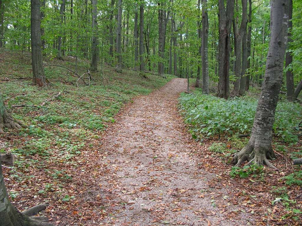 Forest to Dune Transition