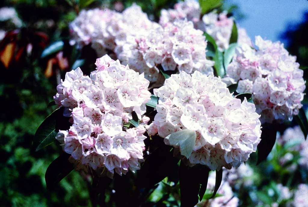 Mountain Laurel Blooms