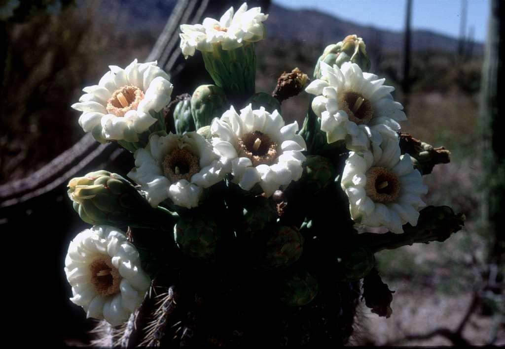 Desert Flora & Fauna