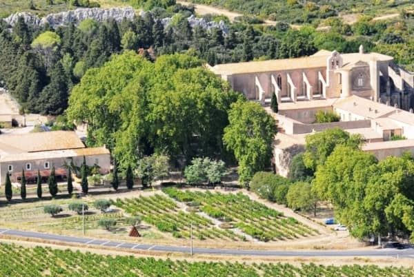 The Cathedral of Vines