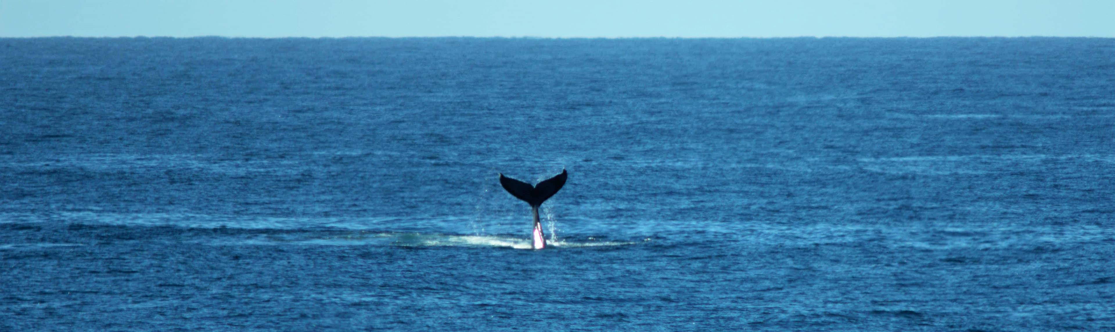 Whale Watching Wonders