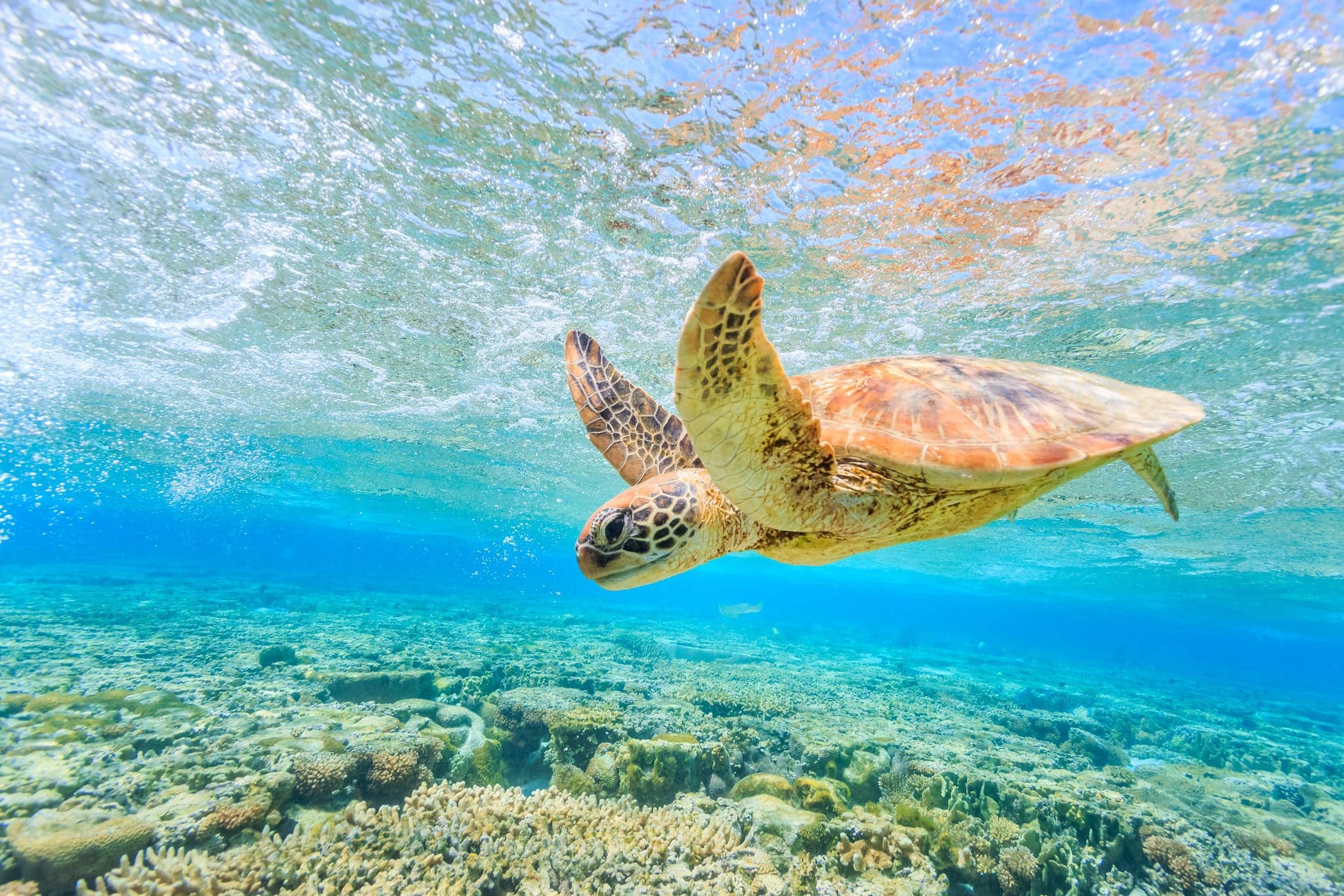 Sea Turtle Spotting