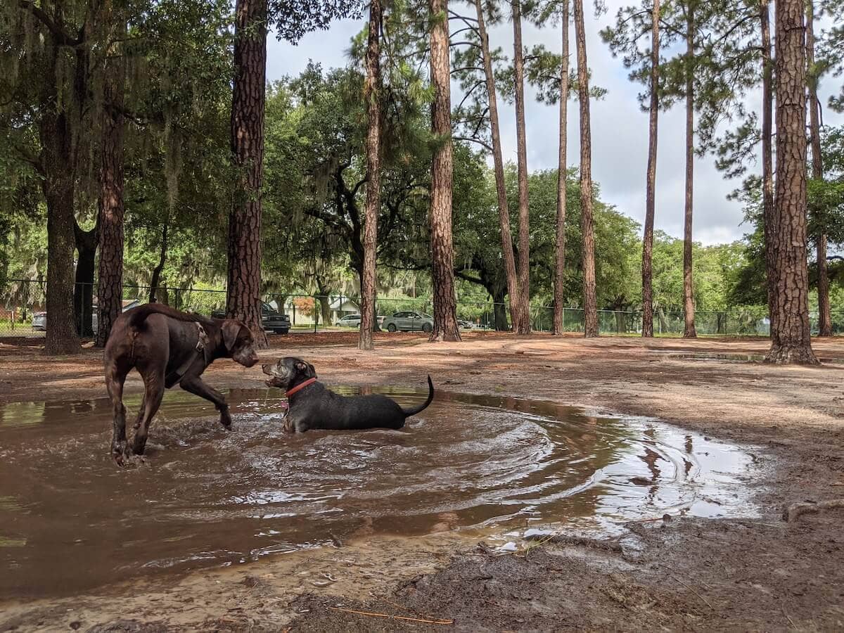 Dog Park