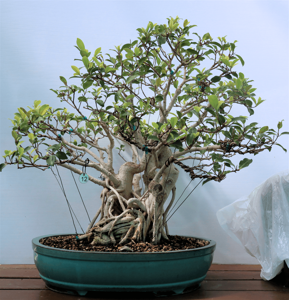 Bonsai Collection