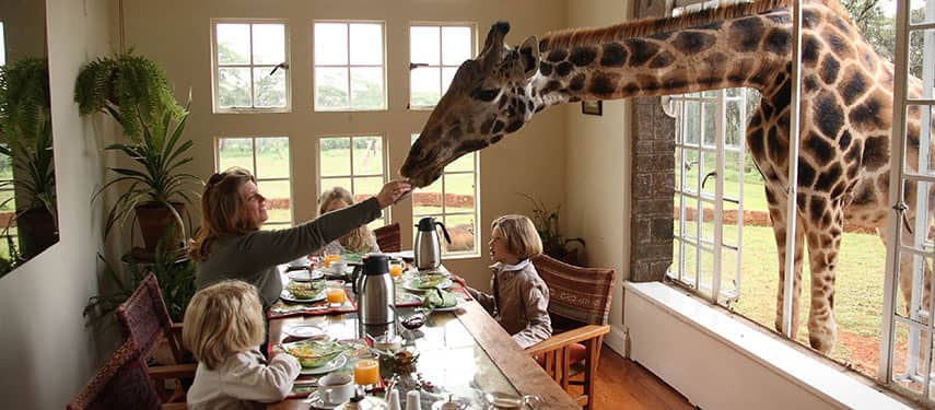 Breakfast with Giraffes