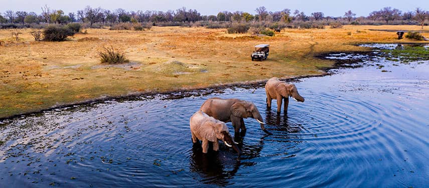 Wildlife Encounters