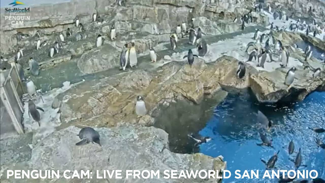 Penguin Encounter