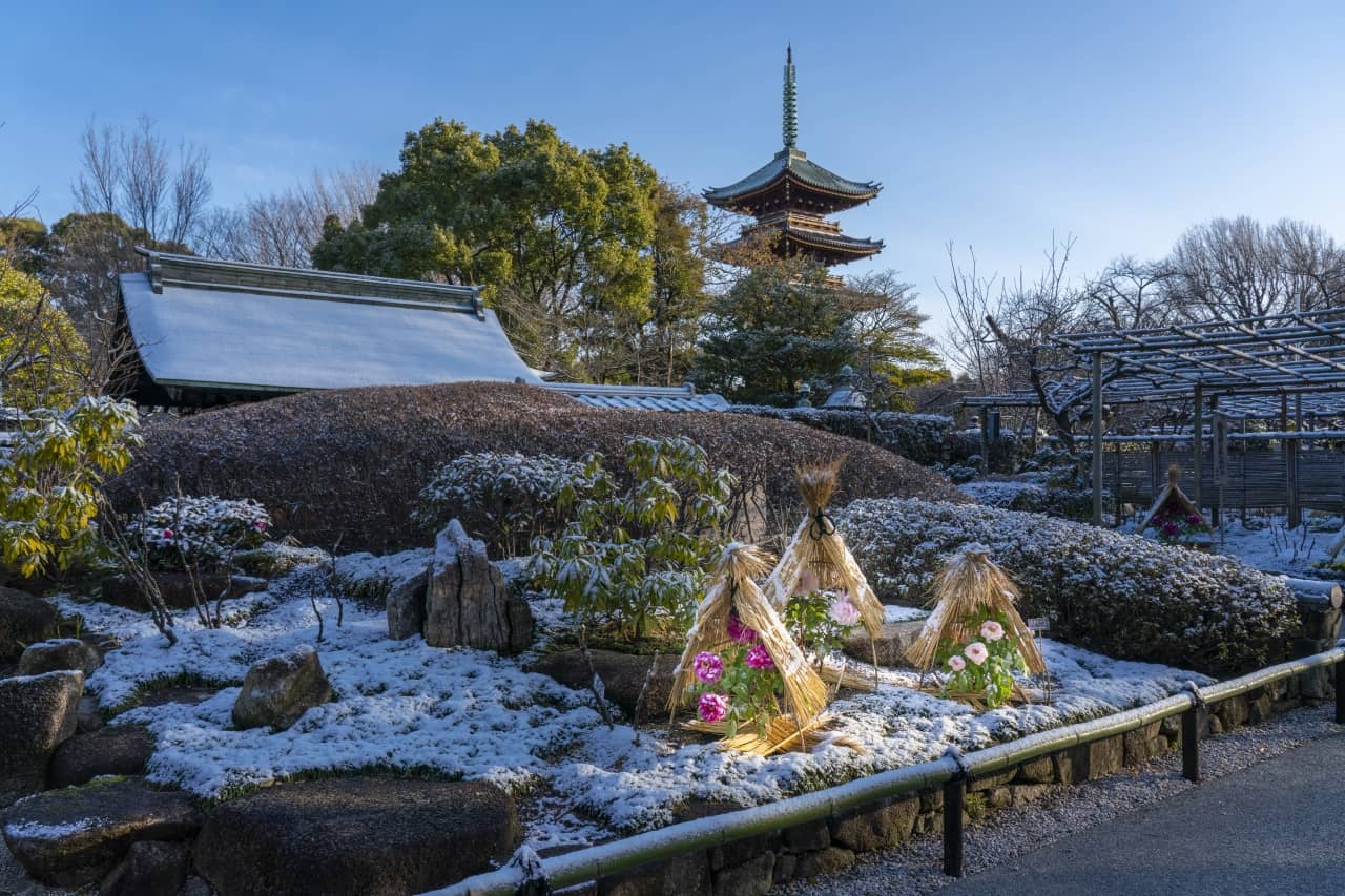 Winter Peony Display