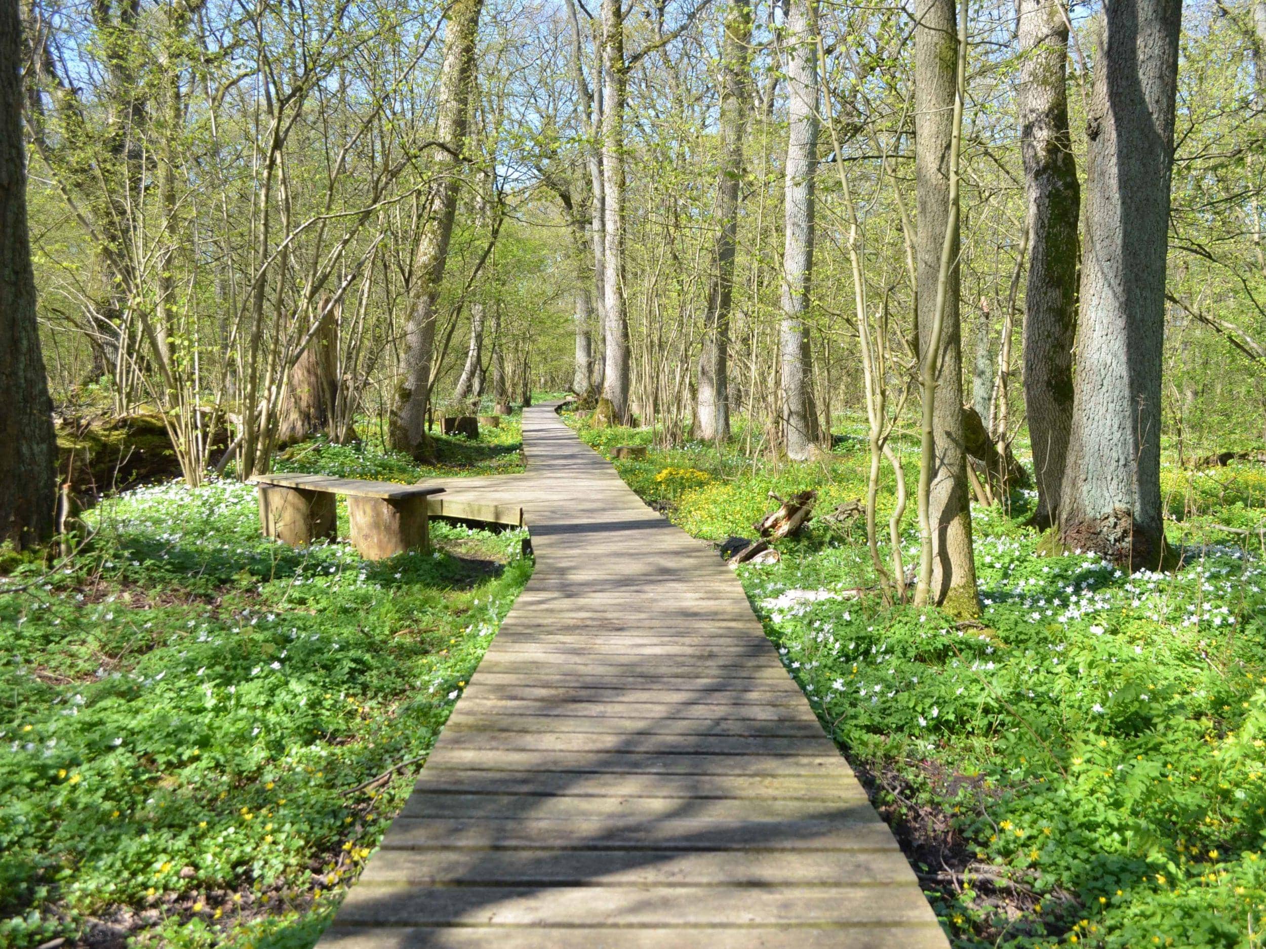 The Serene Glade