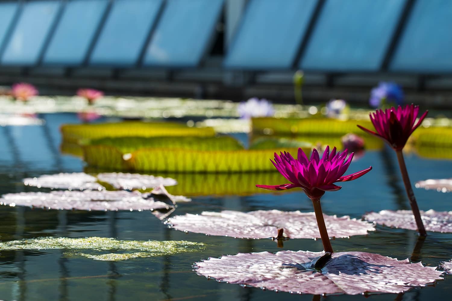 Waterlily Collection