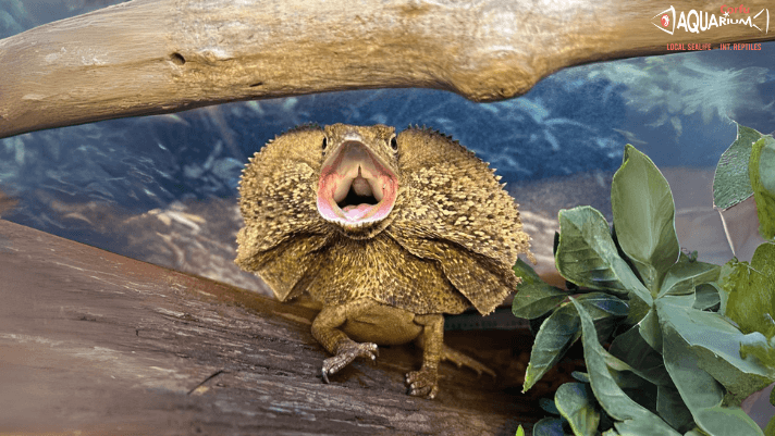 Reptile Encounters