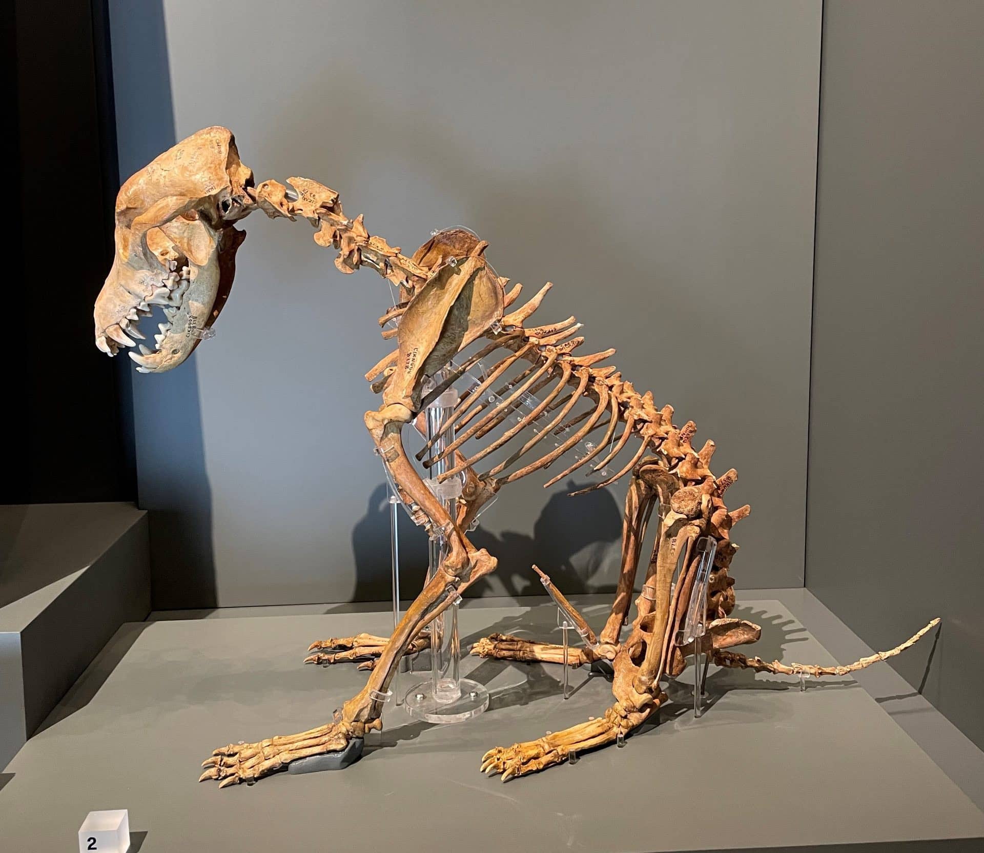 Rusty the Iron Age Dog