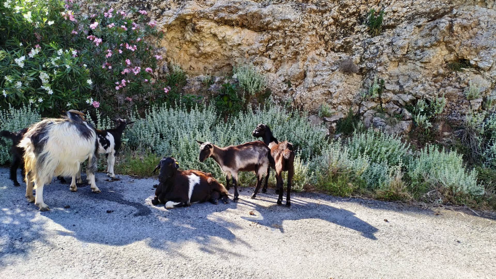 Goat Encounters