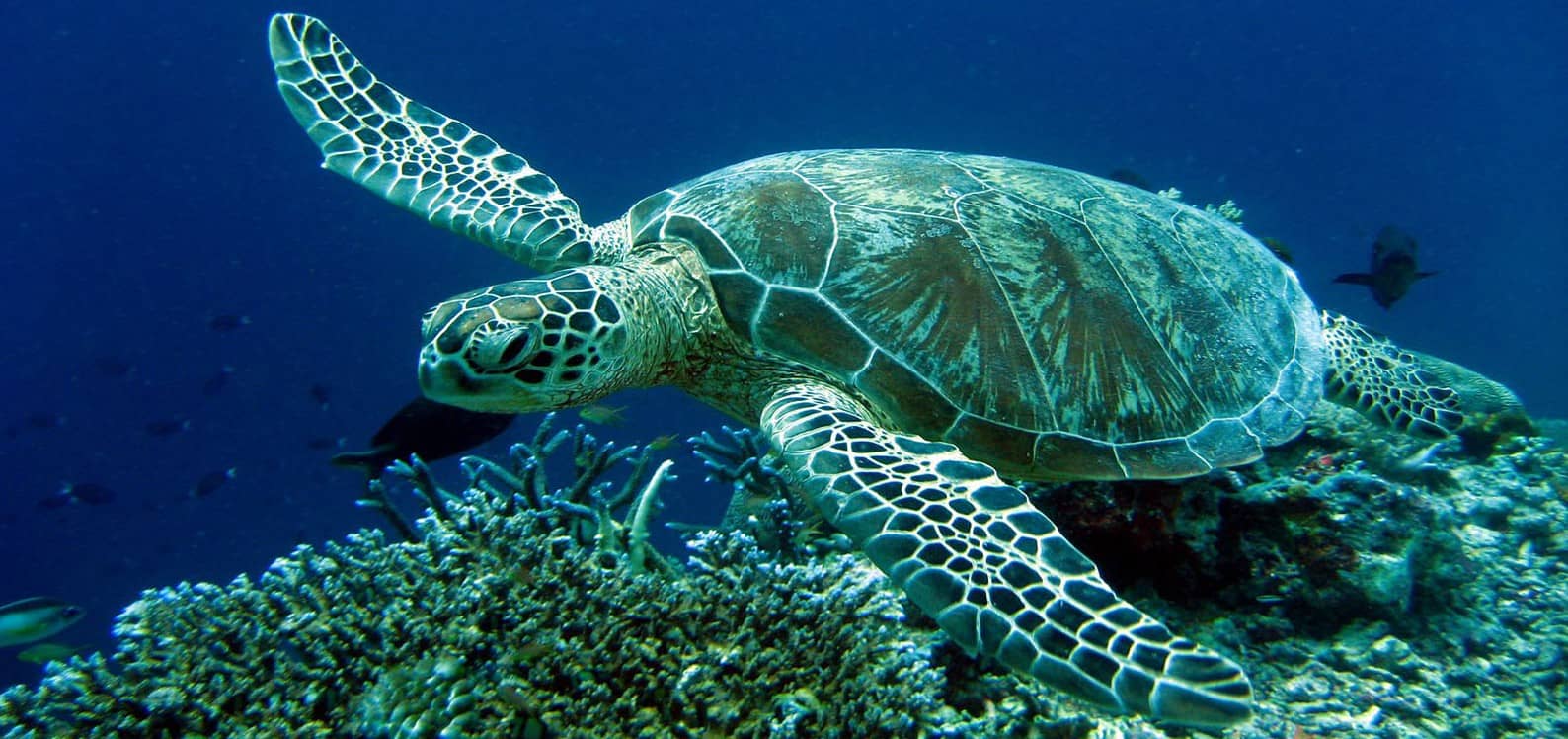 Caretta Caretta Encounters