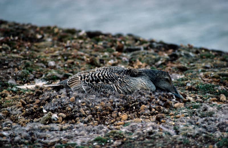 Diverse Arctic Wildlife