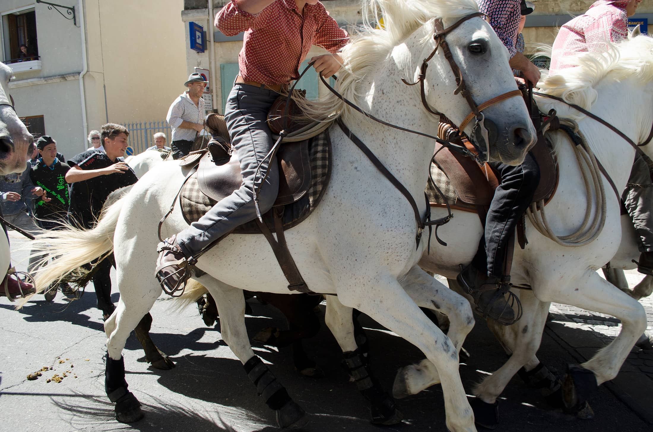 Camargue Traditions (Abrivado)