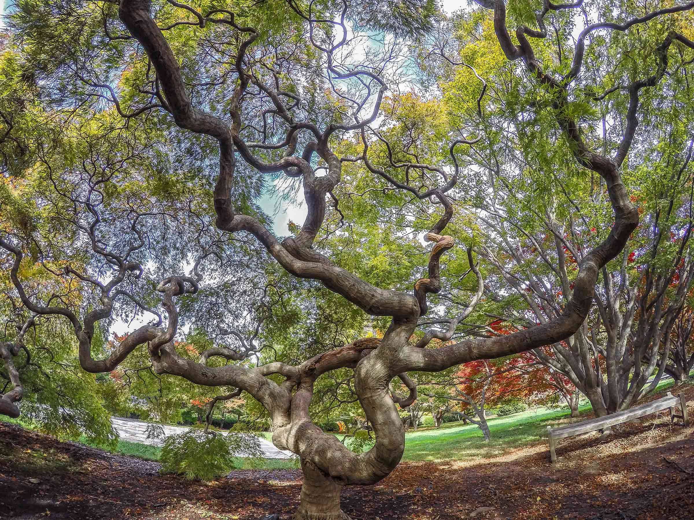 The Gardens