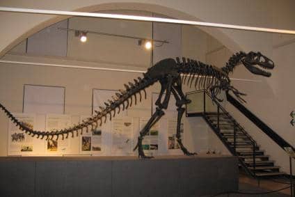 Fossil Collection