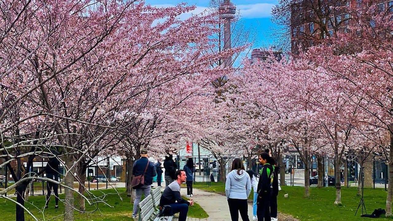 Cherry Blossom Spectacle