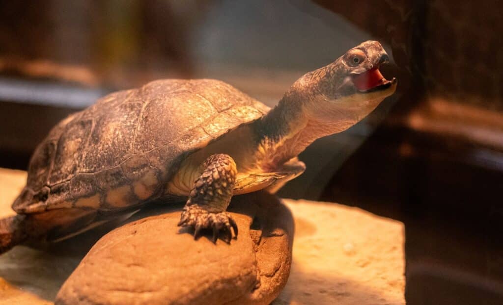 Live Animal Exhibits