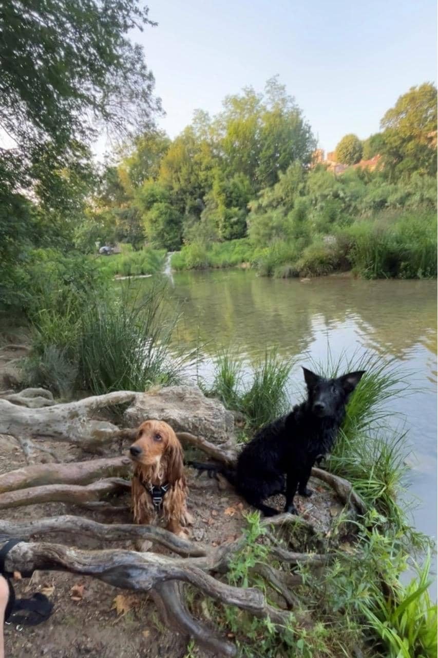 Dog-Friendly Zones