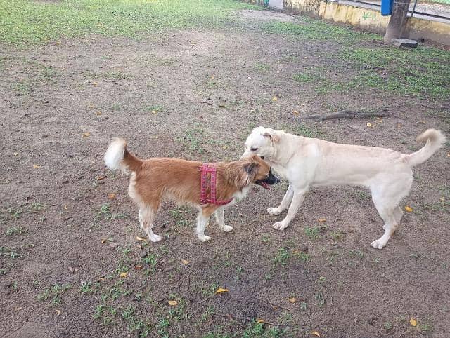 Dedicated Pet Area