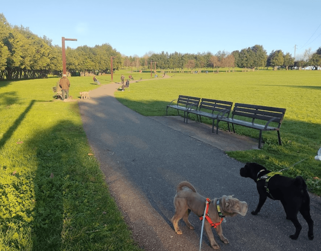 Dog-Friendly Green Spaces
