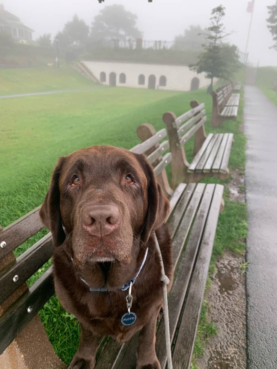 Dog-Friendly Park
